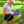 Pastel Zebra - Premium Golf Towel